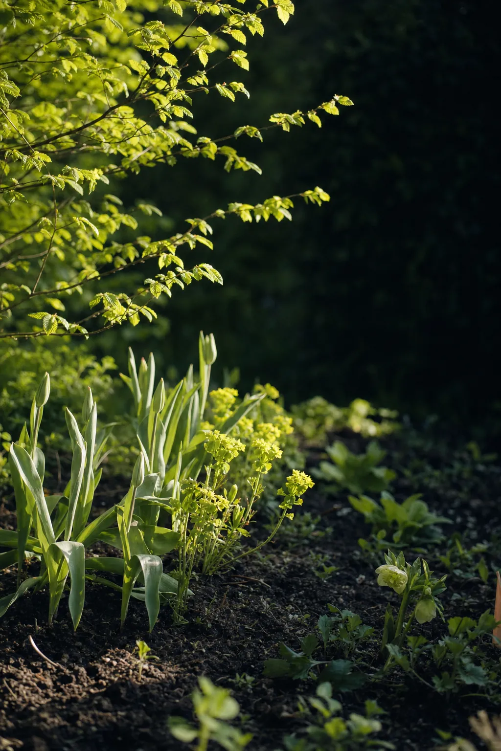 Massif de tulipes et d’euphorbes au petit matin, feuilles de charme translucides à contre-jour